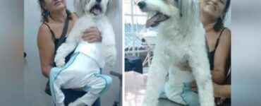 Cane paraplegico con la padrona