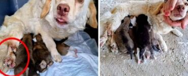 Cagnolina con zampa rotta dà alla luce 4 cuccioli