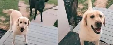 Labrador porta un vitellino a casa e chiede al proprietario di lasciarlo entrare