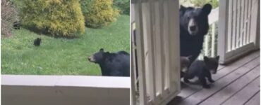 Orso bruno fa visita all'uomo che l'ha sfamata anni fa