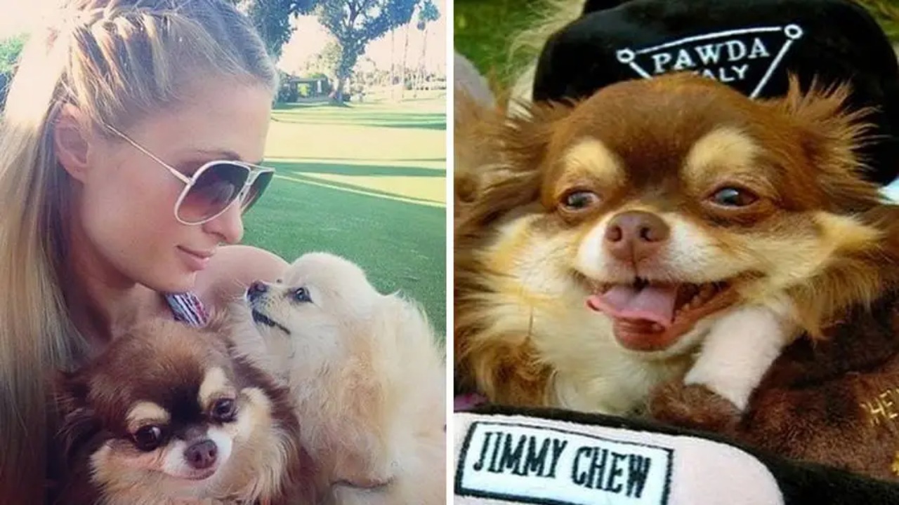 Paris Hilton dice addio al suo Chihuahua