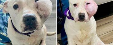 Pitbull con grave tumore cerca una nuova casa