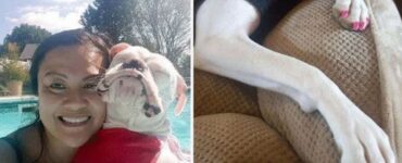 Proprietaria vizia il cane e spende molti soldi