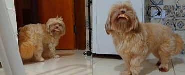 Shih-Tzu ruba la dentiera e sfoggia il suo sorriso