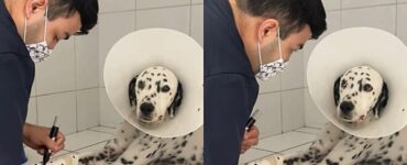 Veterinario dipinge la fasciatura di un Dalmata: disegna i pois per mimetizzarla con il mantello