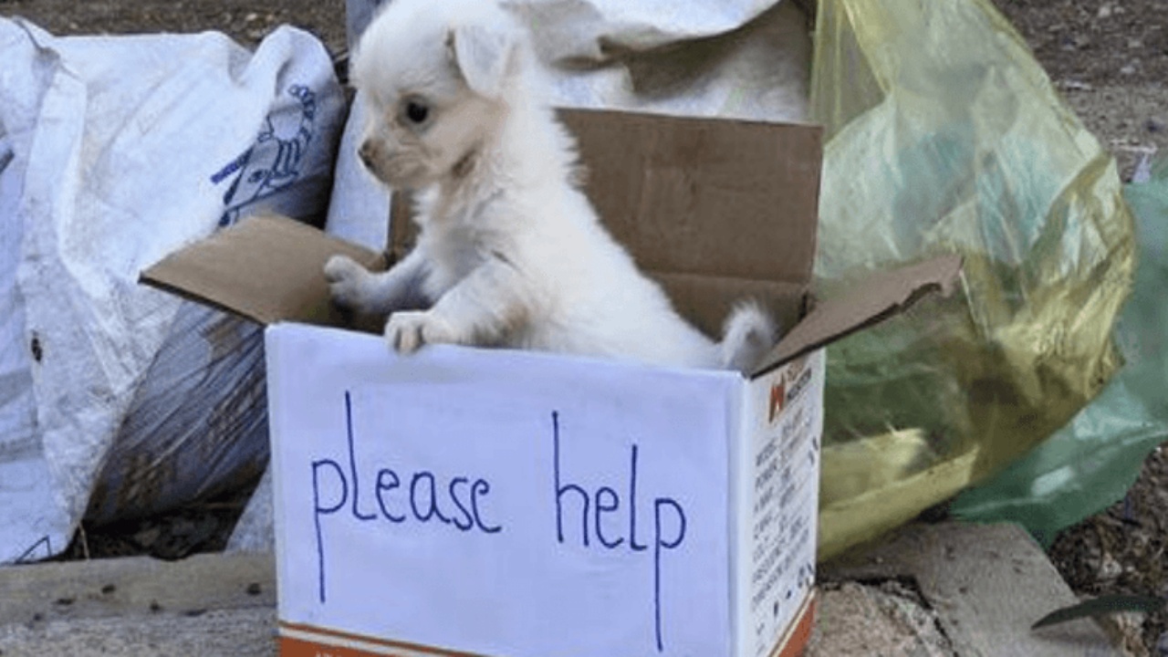 cagnolino triste scatola