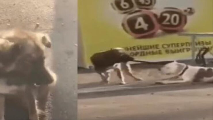 un cane che aiuta un altro cane