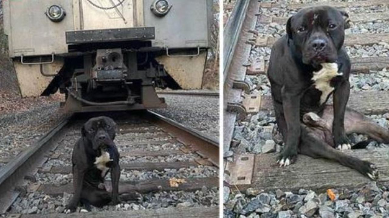 Un cane nero di nome Lucky