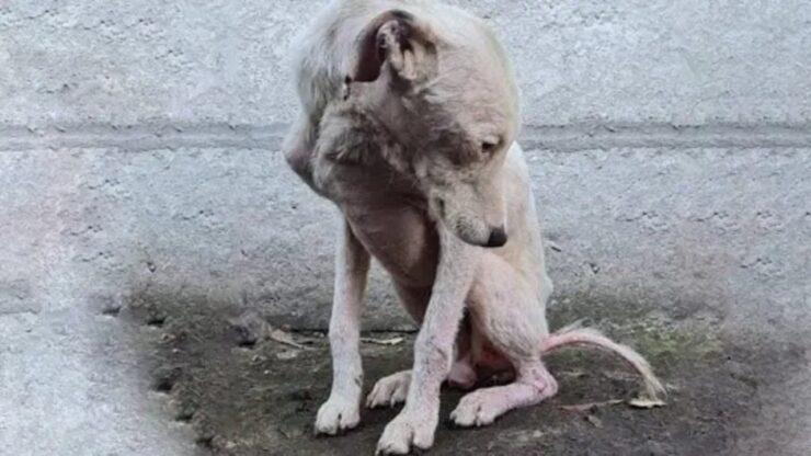 cane senza peli strada