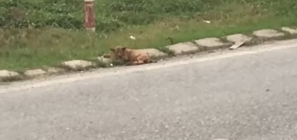 Persona salva la vita ad un cane