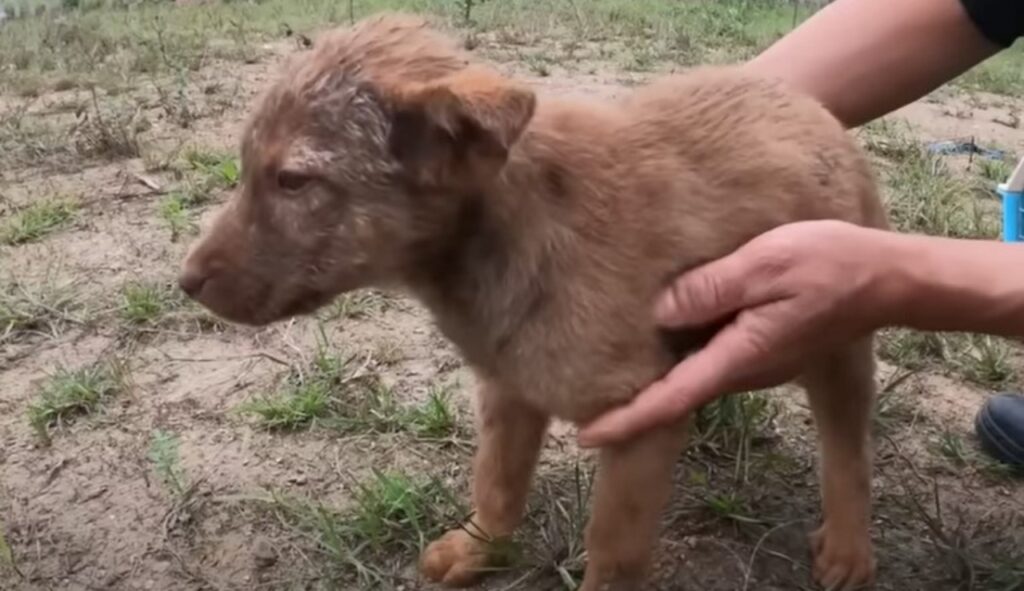 Persona salva la vita ad un cane