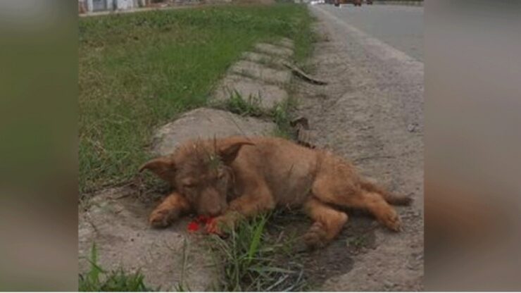 Persona salva la vita ad un cane