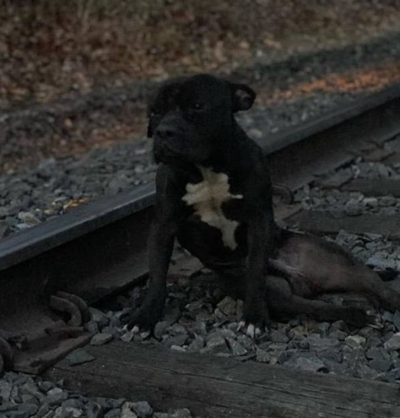 Un cane di nome Lucky sulla ferrovia