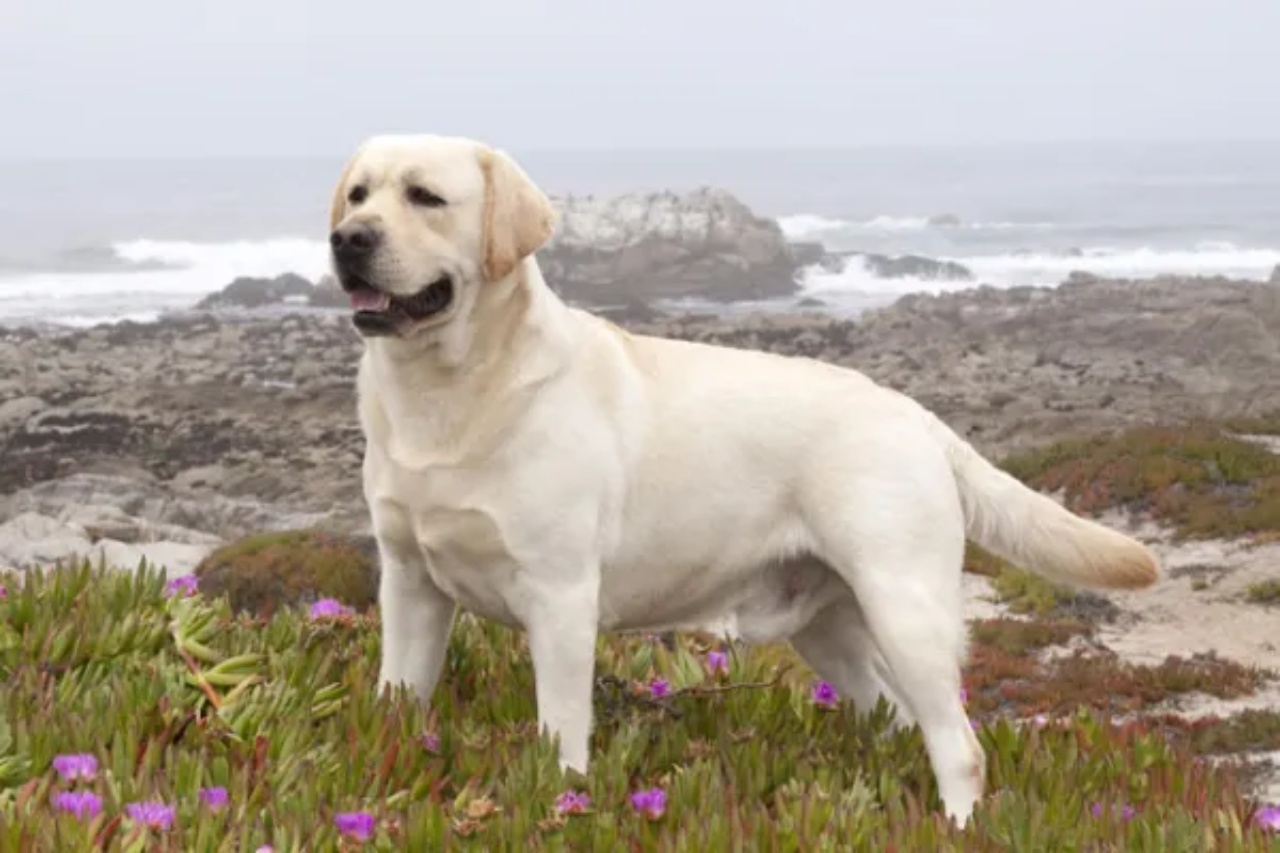  labrador