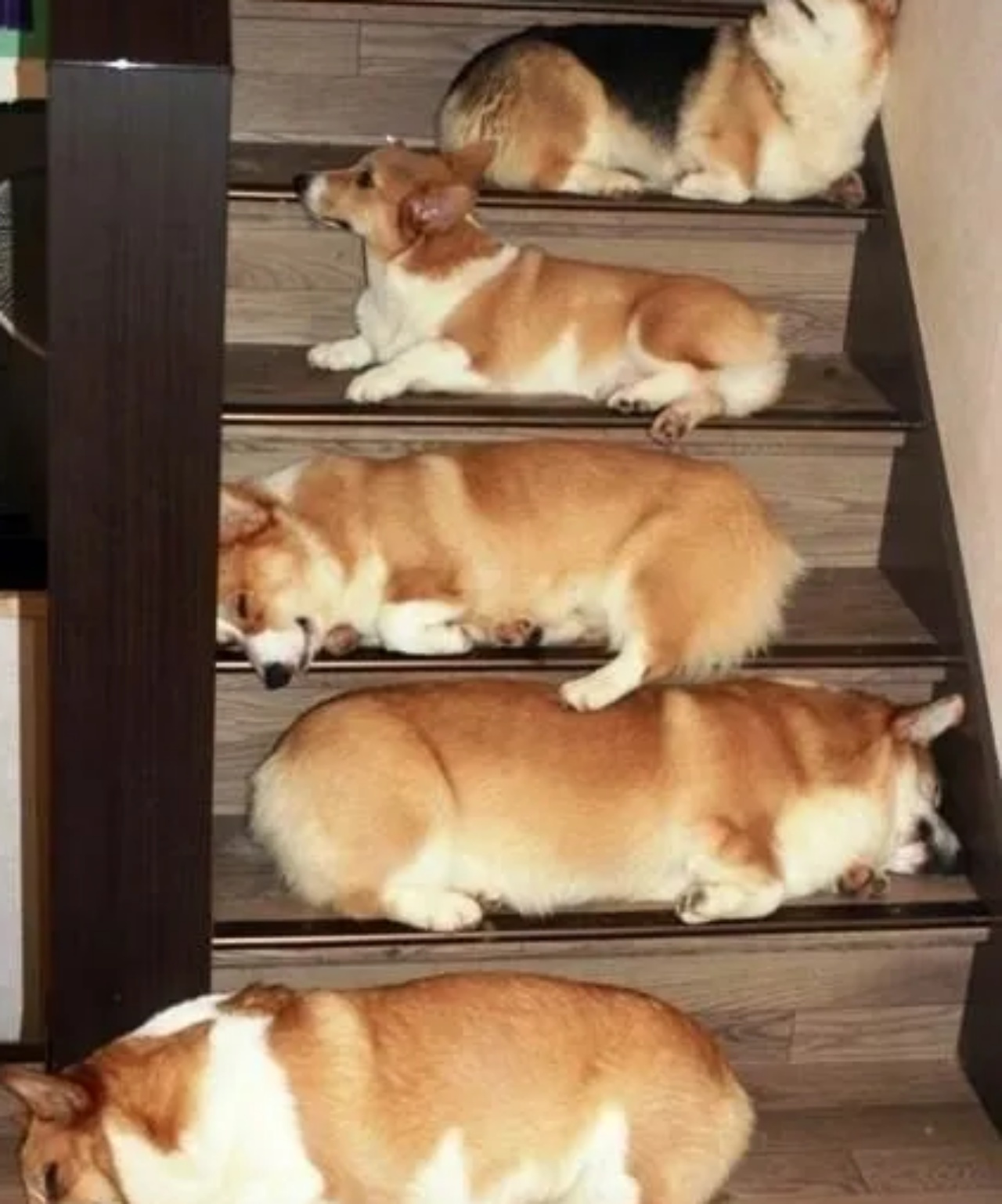 4 corgi scala