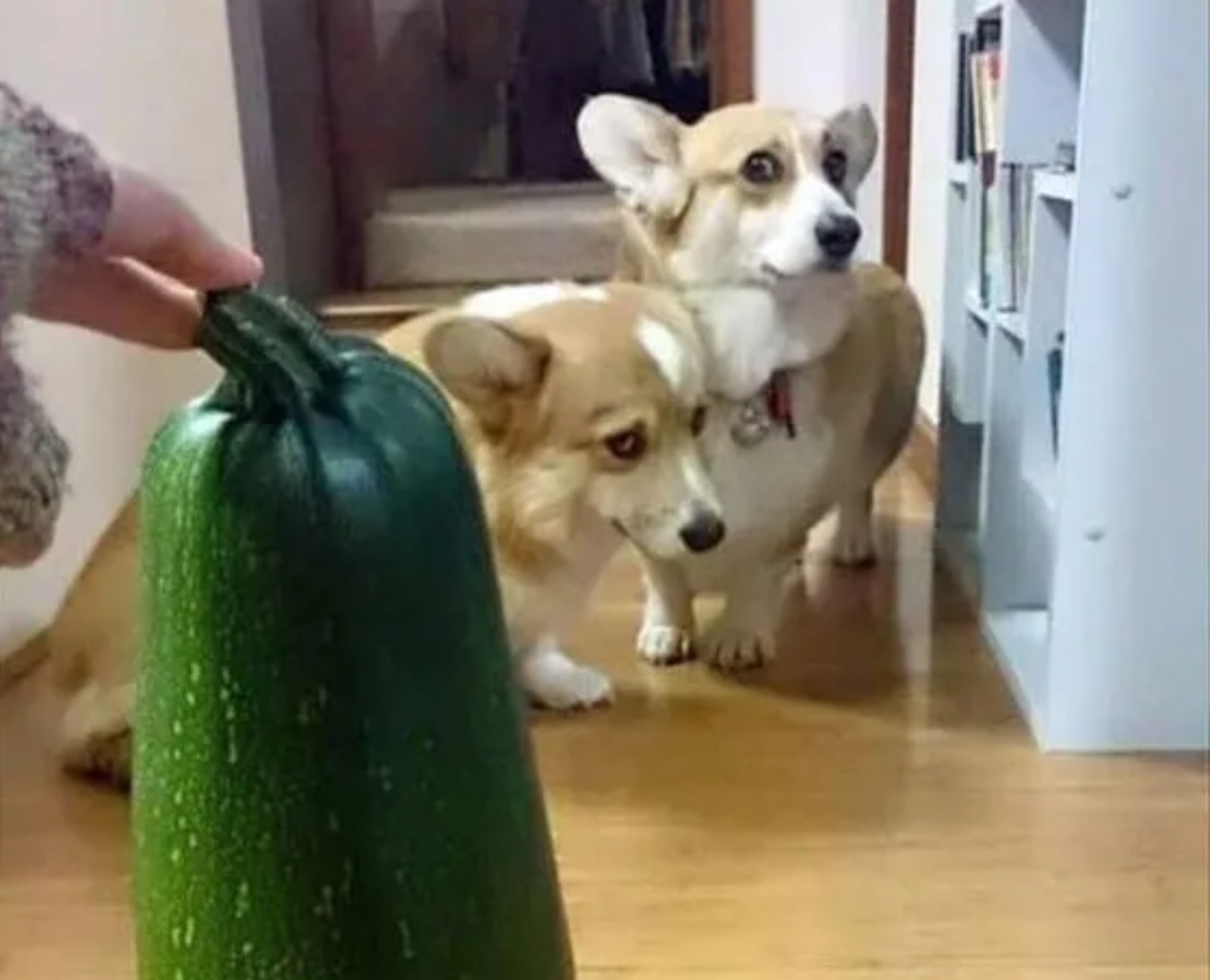 4 corgi zucchina