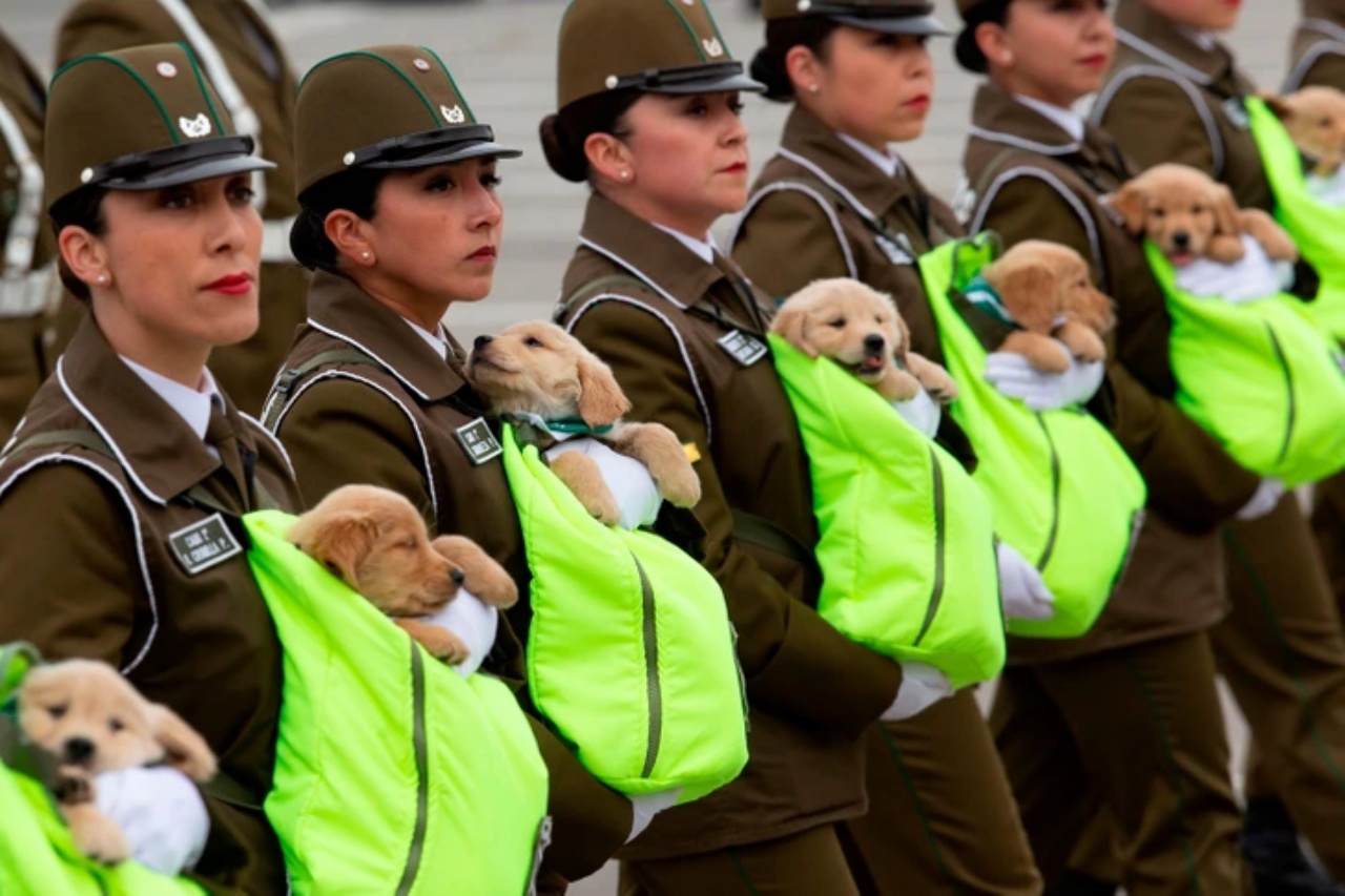 4 sfilate di cani soldati