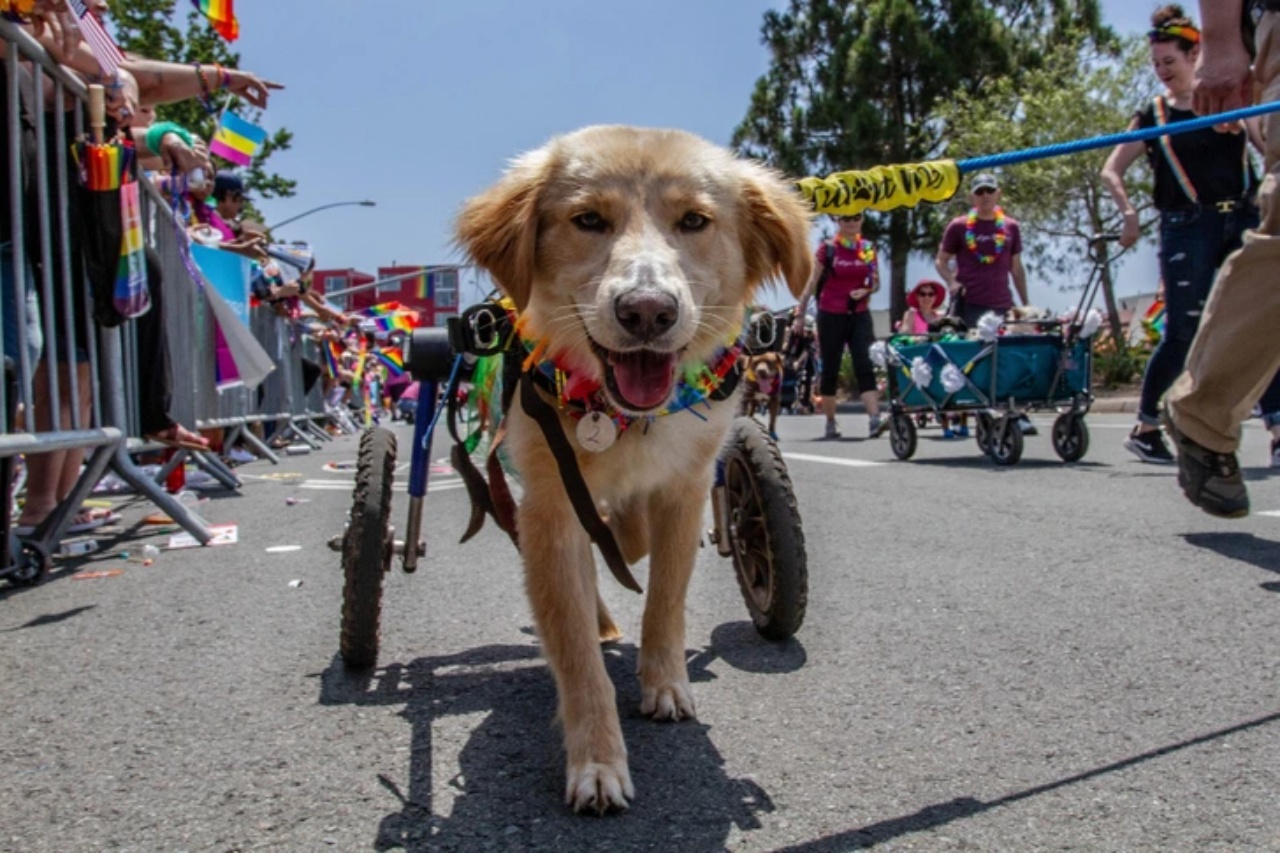 4 sfilate di cani carrozzina