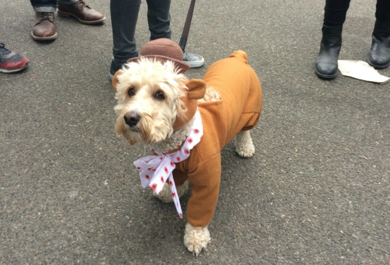 4 sfilate di cani vestito