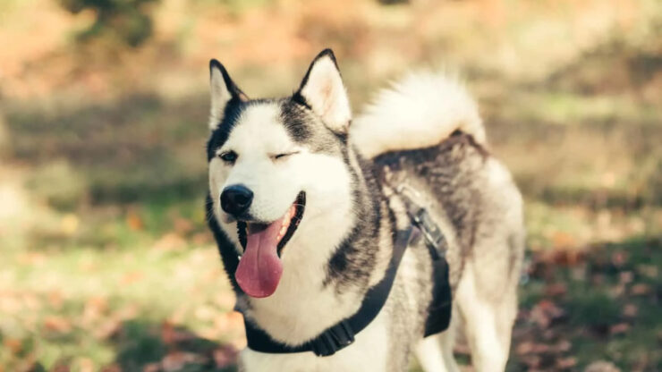 Un anno di un cane non corrisponde a 7 anni.