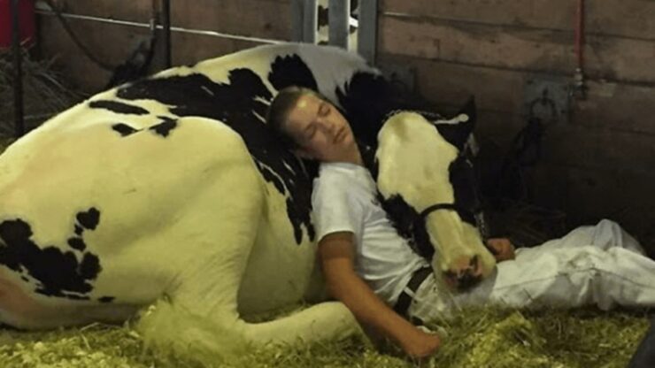 Bovina dorme abbracciata con il suo conduttore