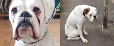 Boxer abbandonato legato al palo della luce