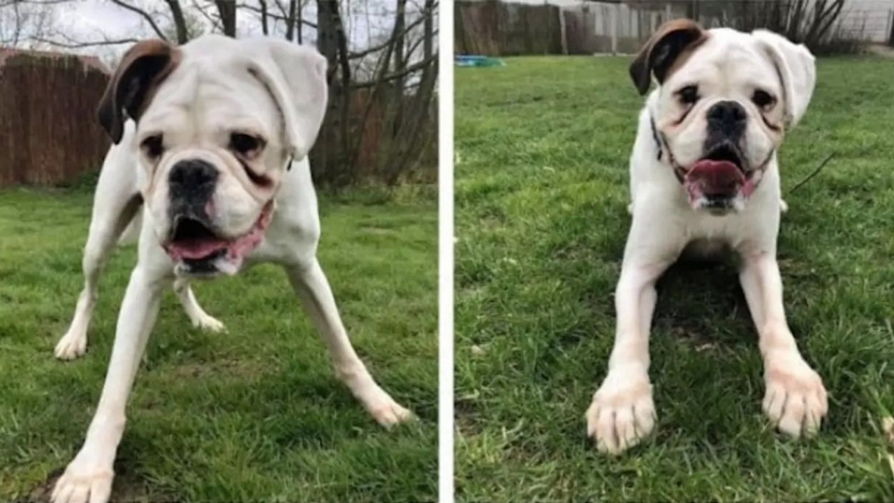 Boxer abbandonato legato al palo della luce