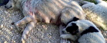 Cagnolina si prende cura dei suoi cuccioli