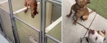 Cagnolina scavalca un muro per raggiungere la sua amica