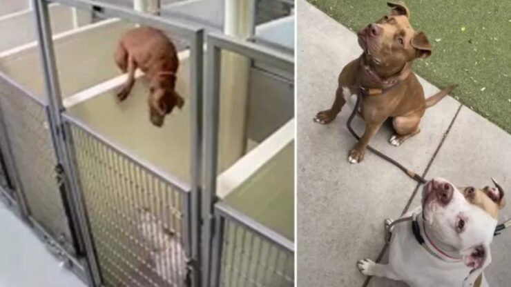 Cagnolina scavalca un muro per raggiungere la sua amica