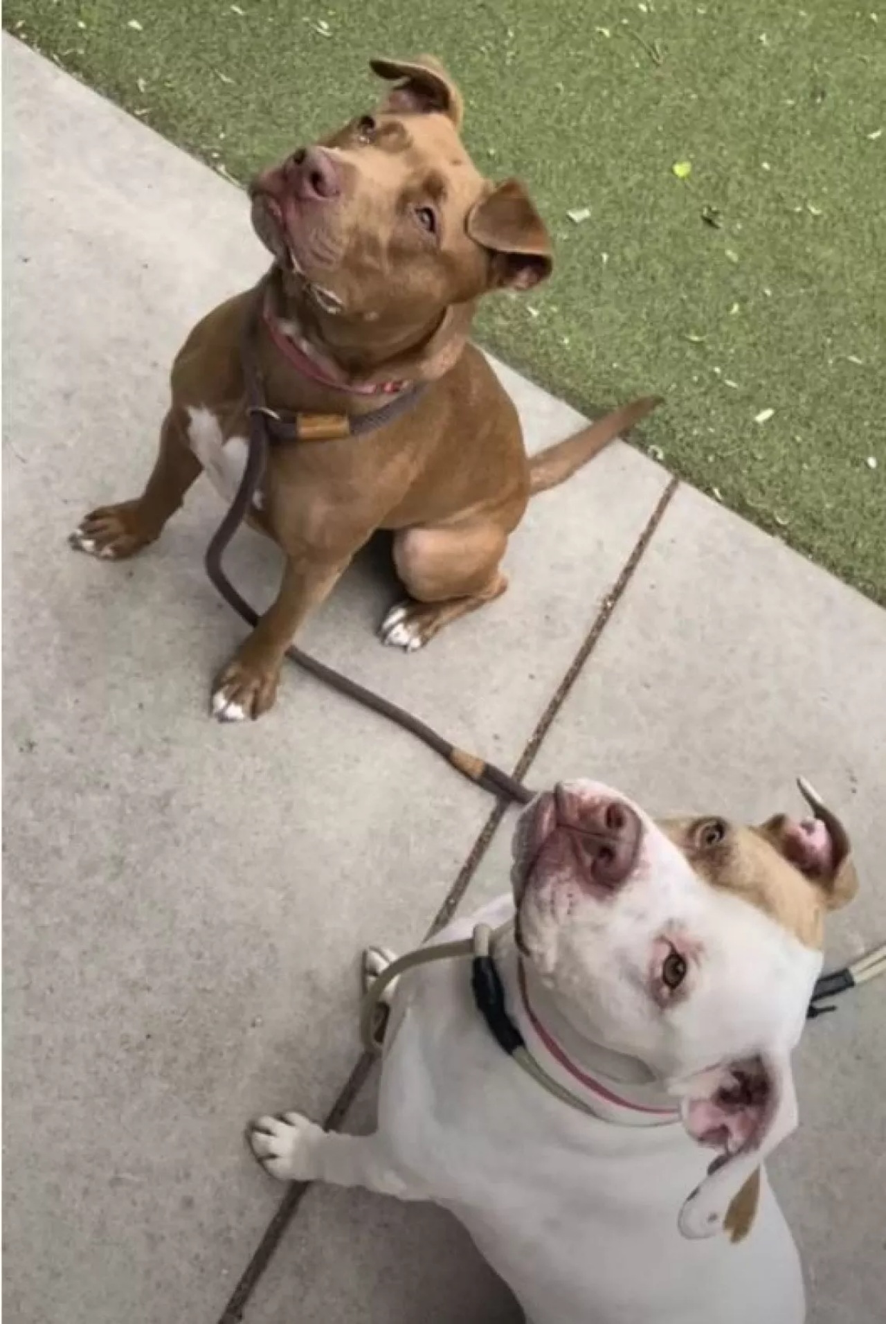 Cagnolina scavalca un muro per raggiungere la sua amica