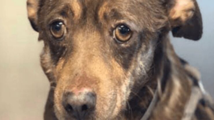 Cagnolino anziano abbandonato in canile