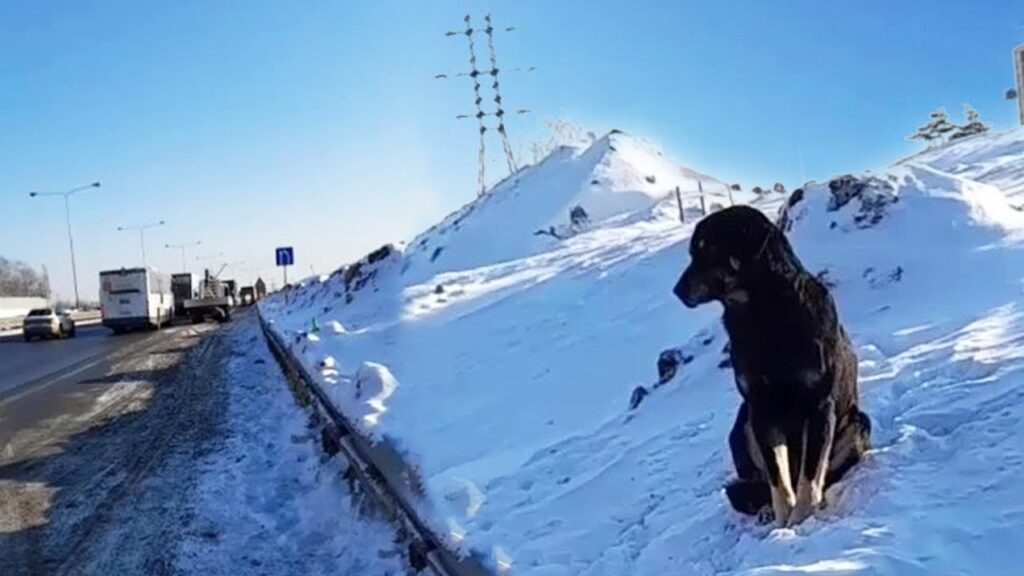 Cane abbandonato dal proprietario sulla neve: salvato dai volontari 