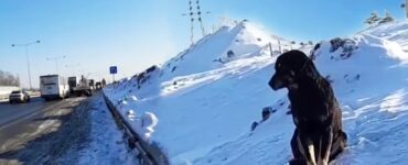 Cane abbandonato dal proprietario sulla neve: salvato dai volontari