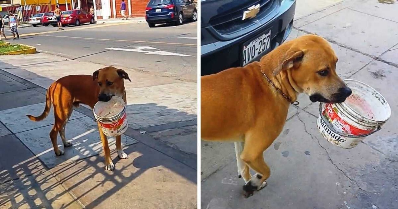 Cane con secchio in bocca elemosinando acqua