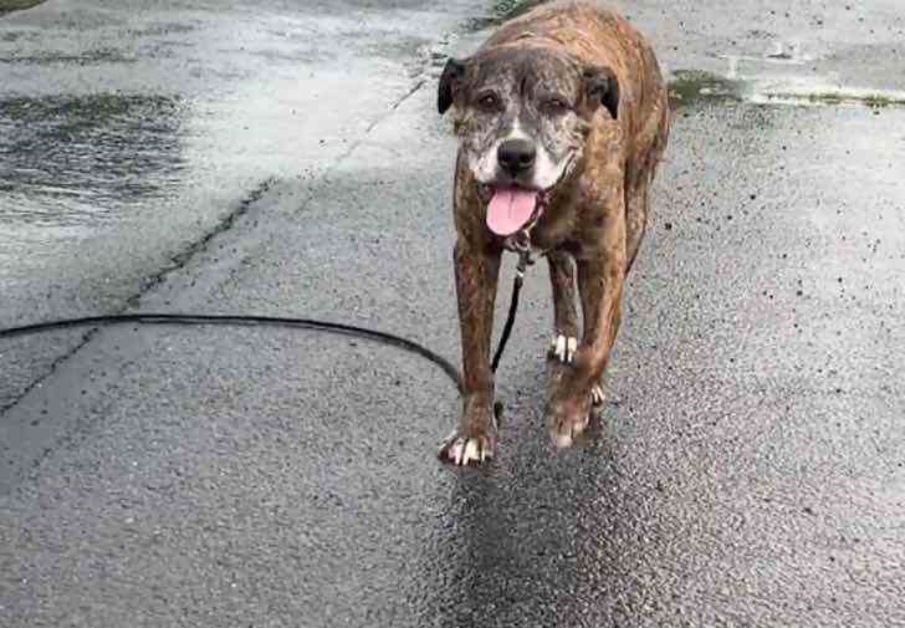 Cane con tumore fa la sua ultima passeggiata