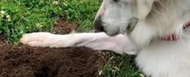 Cane da montagna dei Pirenei trova un amico speciale