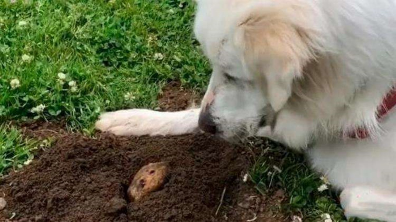 Cane da montagna dei Pirenei trova un amico speciale