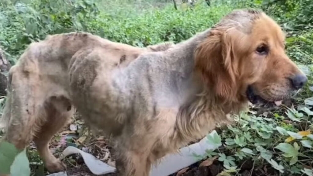 Adesso il cane sta molto meglio