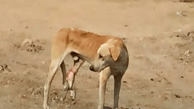 Cane incastra la zampa in una trappola per esseri umani