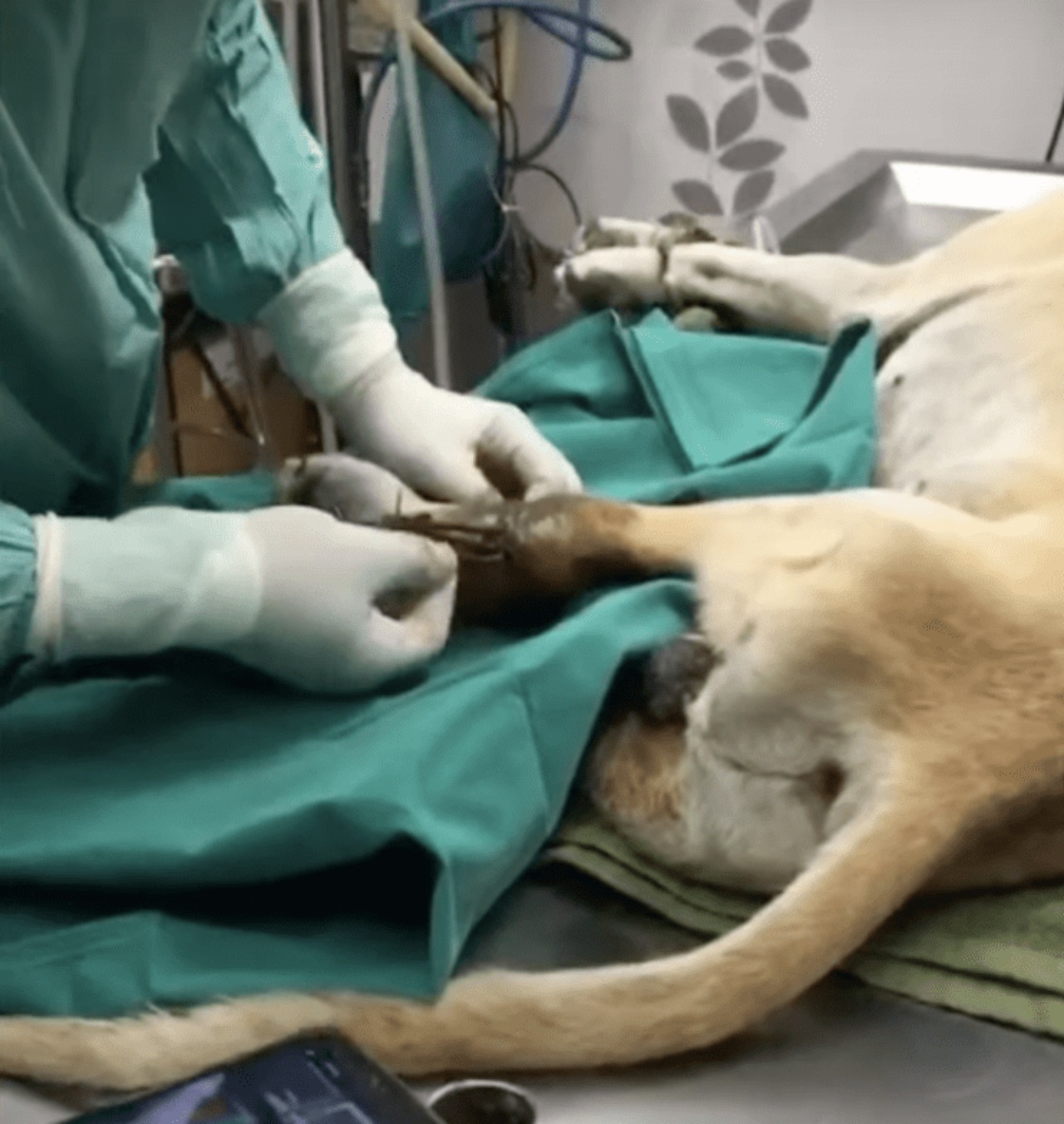 Cane incastra la zampa in una trappola per esseri umani