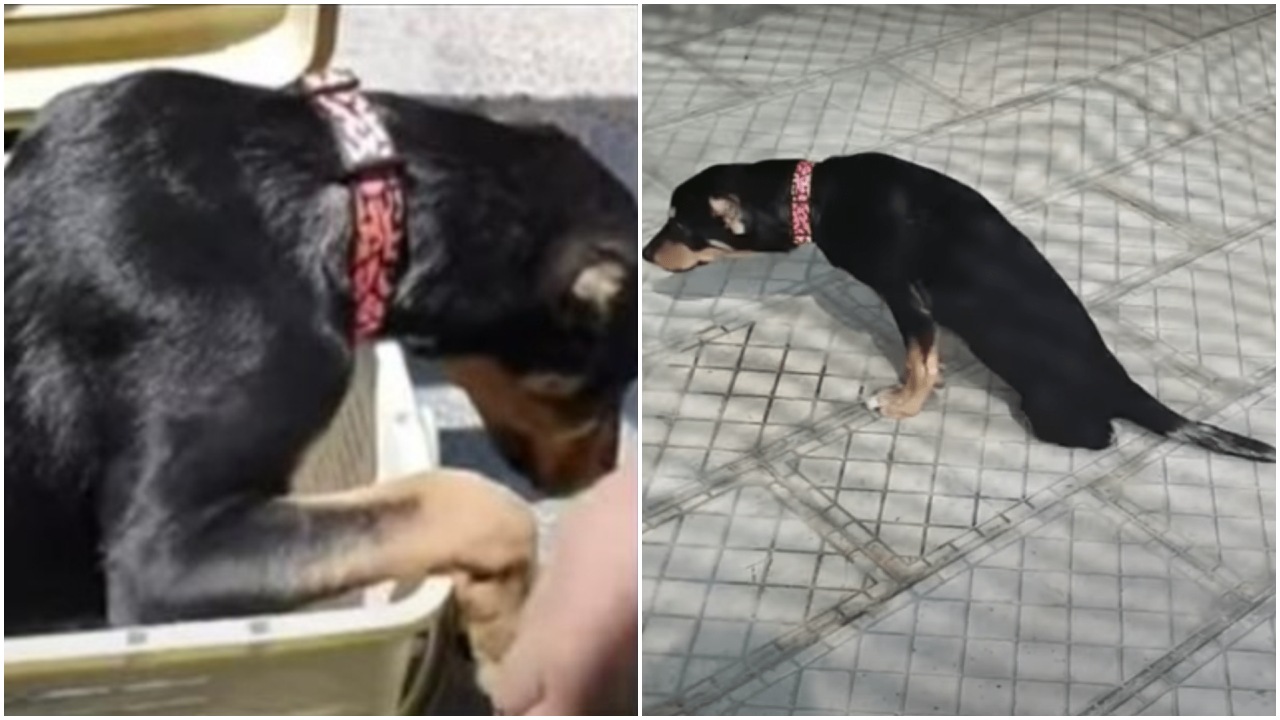 Cane nella cesta maltrattato da ragazzini