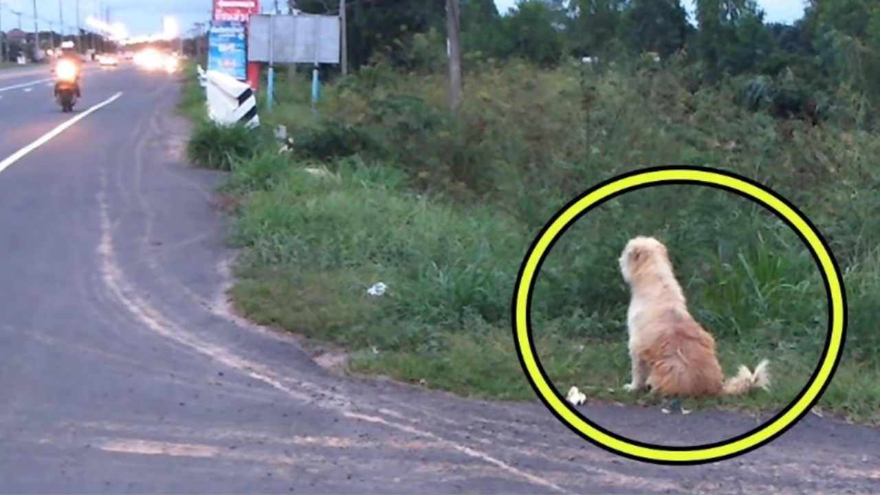 Cane smarrito da quattro anni rivede la sua famiglia