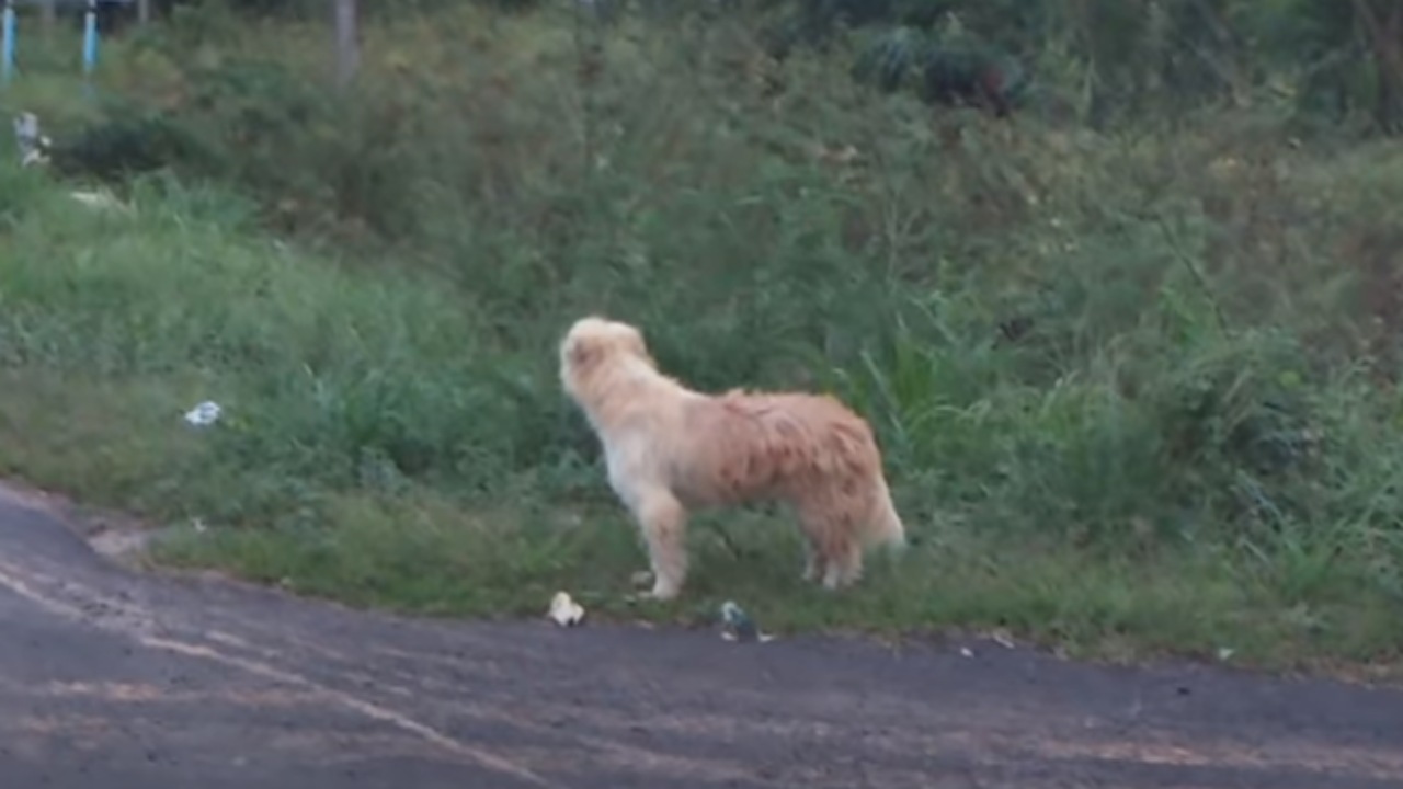 Cane smarrito da quattro anni rivede la sua famiglia