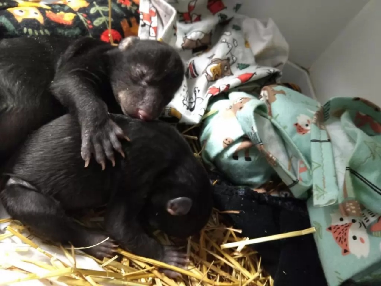 Cane trova un orso malnutrito e disidratato