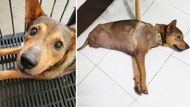 Cane viene investito da un treno perde le zampe posteriori