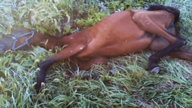 Cavallo caduto in un fossato salvato da una ragazza