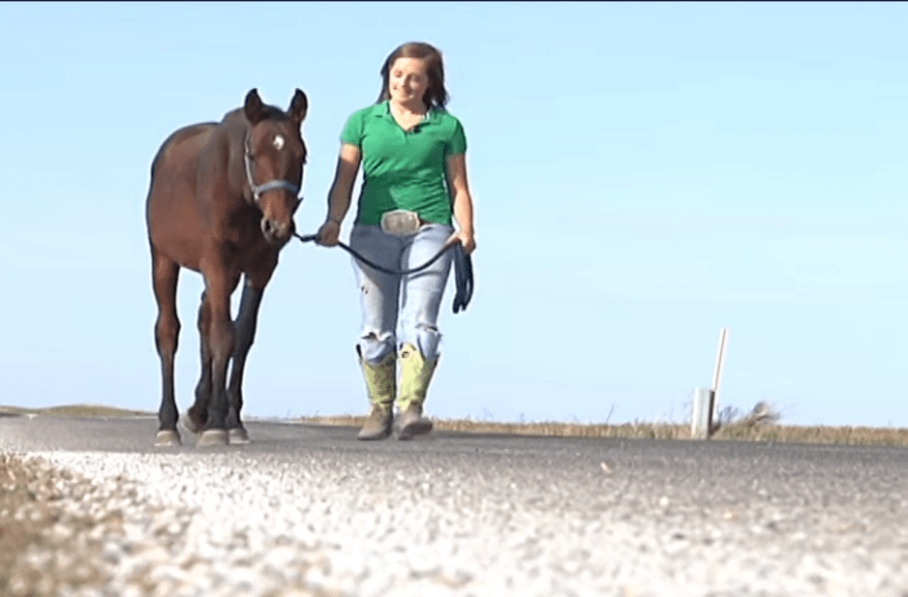 Cavallo caduto in un fossato salvato da una ragazza