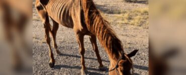 Cavallo nel deserto salvato dai volontari