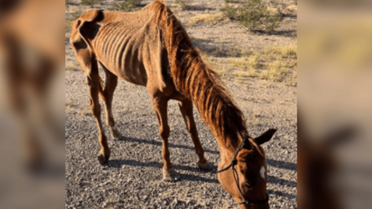 Cavallo nel deserto salvato dai volontari